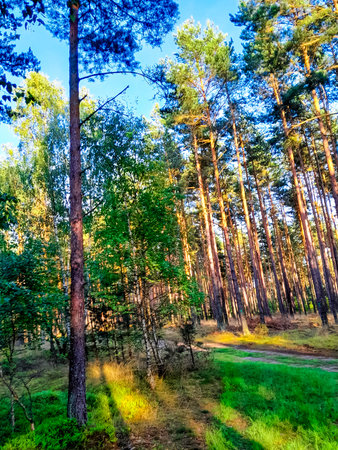 Wild forest at sunny day. Amazing nature of northern Poland.の写真素材