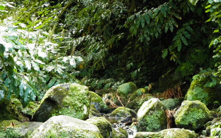Small river at Botanical Garden of Ribeira do Guilherme, S