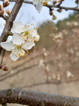Waking up summer nature. Flowers of blooming apple tree.