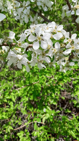 Close up of tree flowers on branch. Copy space on natural background.の写真素材