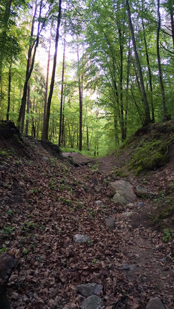 Landscape of wild forest in northern Poland.の写真素材