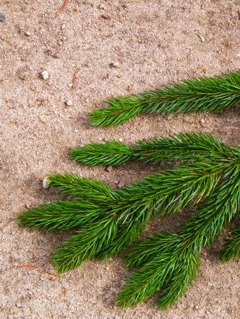 Spruce branch on the sand. Nature background. Copy spaceの写真素材