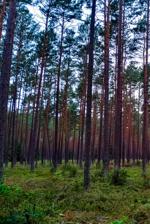 Walking across Tuchola Forest. Pure nature of northern Poland. Travel and nature concept.