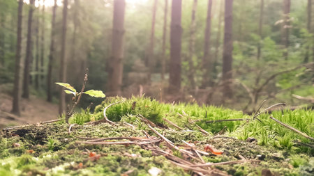 Close up of moss and litter in wild forest. Northern Poland.の写真素材