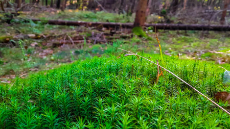 Forest flora. Close up of moss in forest. Pure wild nature.の写真素材