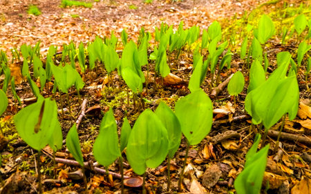 At beginning of spring nature wakes up. Leaves of growing plants.