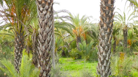 Date palm forest landscape. Exotic nature.の写真素材
