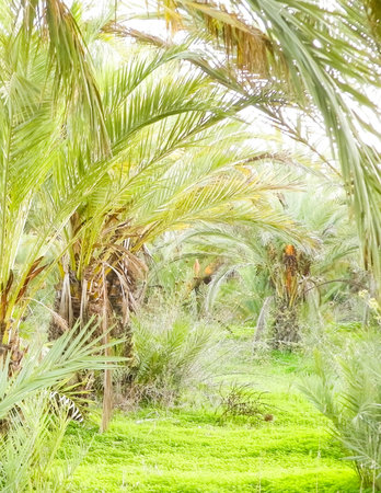Date palm forest landscape. Exotic nature.の写真素材