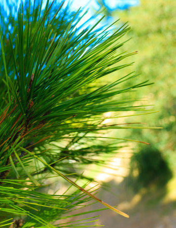 Close up of pine tree branch. Nature detail.