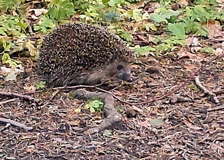 Young hedgehog in the forest. Wild animal in natural habitat.の写真素材