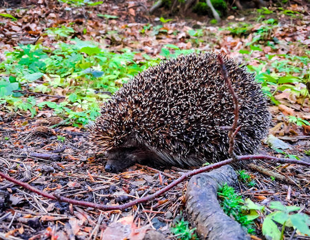 Young hedgehog in the forest. Wild animal in natural habitat.の写真素材