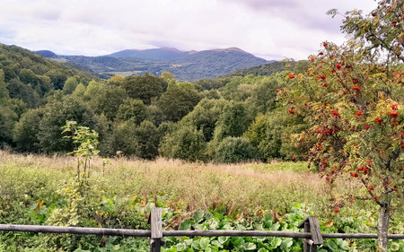 Rowan ash in Bieszczady Mountain. Discovering the natural beauty of the Carpathians.の写真素材