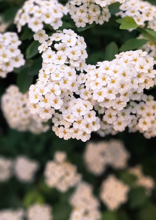 Close up of white spiraea flowers in bloom. Natural Background.