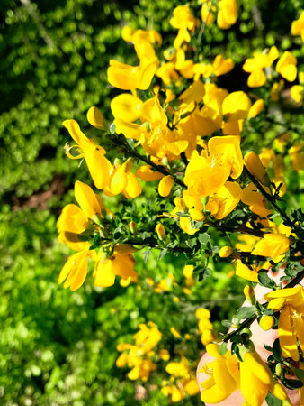 Close up of caragana arborescens Siberian pea-tree flowers. Beauty of nature.の写真素材