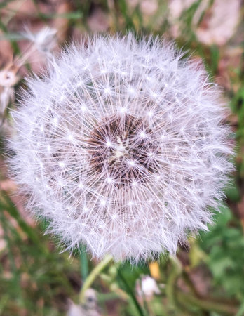 Close up of dandelion flower. Nature of Poland.