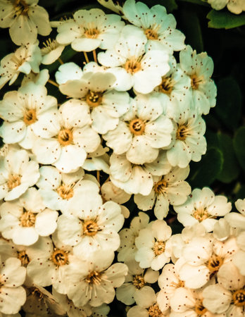 Close up of white spiraea flowers in bloom. Natural Background.