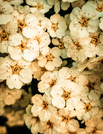 Close up of white spiraea flowers in bloom. Natural Background.の写真素材