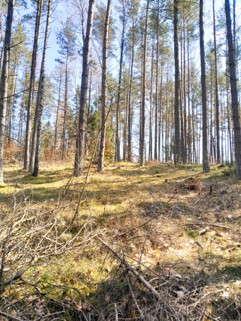 Early spring in the forest. Nature of northern Poland wakes up after winter. Beauty of Kashubia.の写真素材