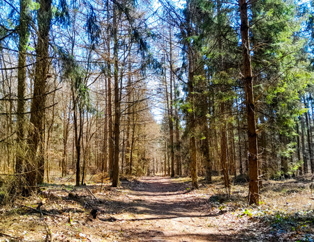 Amazing waking up forest ofter winter season. Early spring in northern Poland. Beauty of nature concept.の写真素材