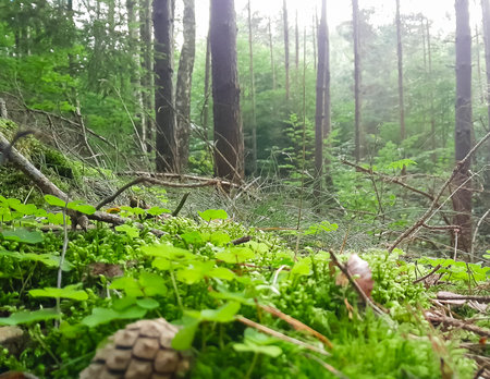 Close up of deep forest litter in northern Poland. Stunning beauty of nature. Environmental conservation.の写真素材