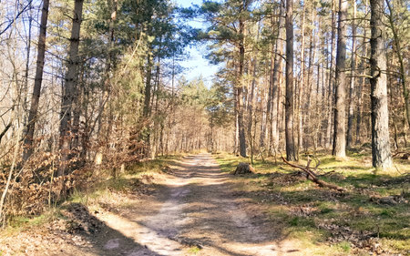 Early spring in the forest. Nature of northern Poland wakes up after winter. Beauty of Kashubia.の写真素材