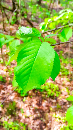 Young leaves on alder tree branch. Spring nature.の写真素材