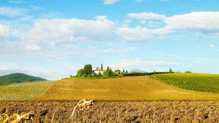 Autumn in Tuscany - Field of dried sunflowers. Nature and agriculture concept.の写真素材