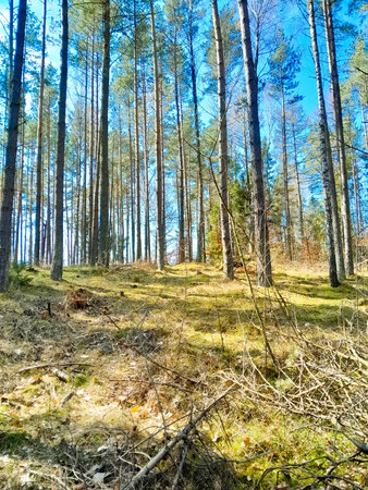 Early spring in the forest. Nature of northern Poland wakes up after winter. Beauty of Kashubia.の写真素材