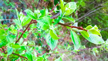 Small leaves on tree branch. Forest wokes up after winter.の写真素材