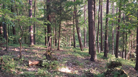 Deep forest in Trojmiejski landscape park. Northern Poland. Wild nature.の写真素材