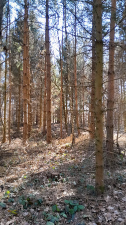 Amazing waking up forest ofter winter season. Early spring in northern Poland. Beauty of nature concept.の写真素材