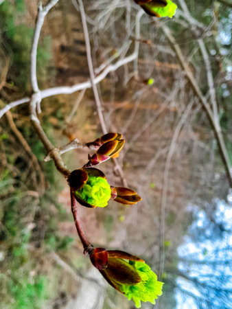 Buds on tree branch. Summer nature awakening after winter season.の写真素材