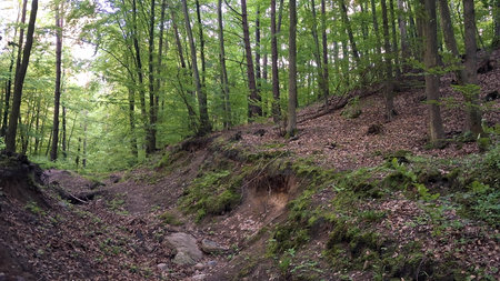 Landscape of wild forest in northern Poland. Trojcity landscape park.の写真素材