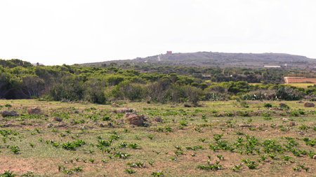 Nature 2000 area on Marfa Peninsula Malta. The only one green and forested area on this beautiful island.の写真素材