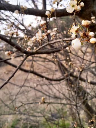 Waking up summer nature. Flowers of bloomung apple tree.の写真素材