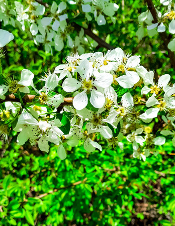 Close up of apple tree flowers on branch. Copy space on natural background.の写真素材