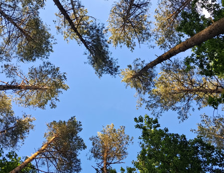 Forest tree crowns against blue sky. Natural background.の写真素材