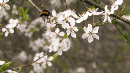 Bumblebee pollinates the flowers of a cherry tree in springの写真素材