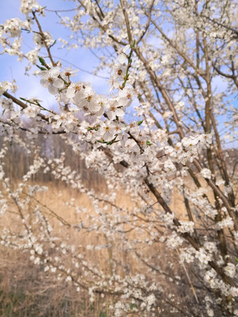 Waking up summer nature. Flowers of bloomung apple tree.の写真素材