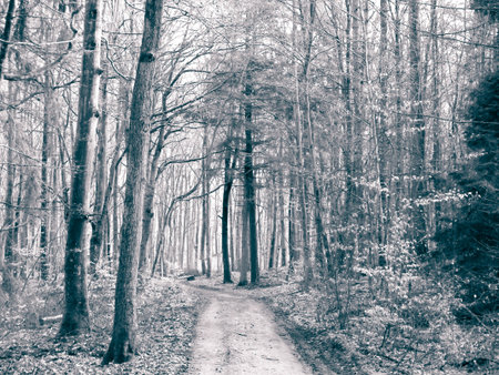 The forest awakens again after the winter break. The spring sun breaks through the trees ... Polish nature. Nature concept. BW filter toned.の写真素材