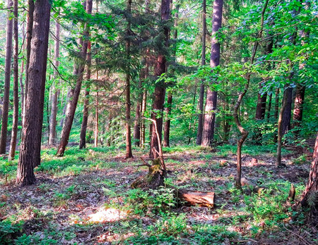 Deep forest in Trojmiejski landscape park. Northern Poland. Wild nature.の写真素材