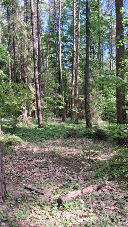 Wild forest in northern Poland. Tricity landscape park.の写真素材