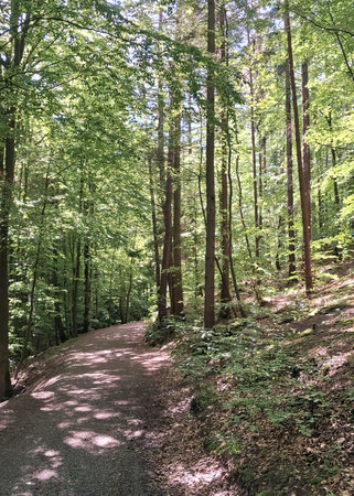Wild forest in northern Poland. Tricity landscape park.の写真素材
