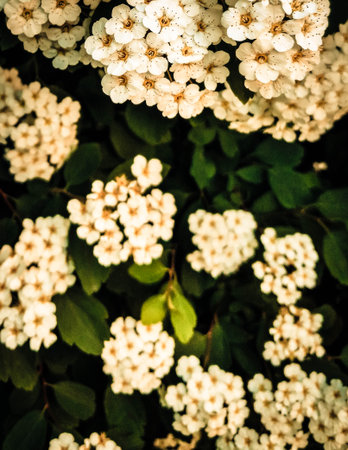 Close up of white spiraea flowers in bloom. Natural Background.の写真素材