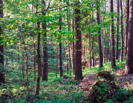 Deep forest in Trojmiejski landscape park. Northern Poland. Wild nature.の写真素材