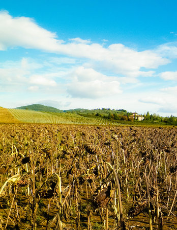 Field of dried sunflowers. Autumn in Tuscany on a sunny day. Agriculture concept. copy space on sky.の写真素材
