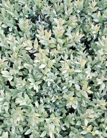 Little bush leaves as natural background. Copy space.の写真素材