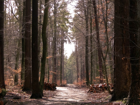 Springtime, forest awakens again after the winter break. The spring sun breaks through the trees on the path in forest. Nature concept.の写真素材