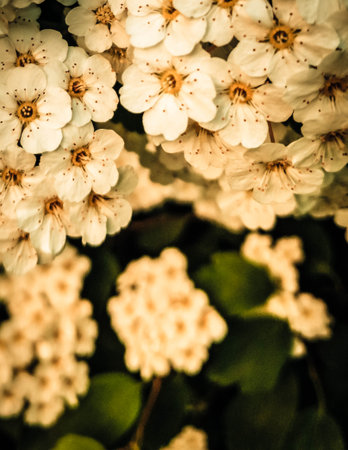 Close up of white spiraea flowers in bloom. Natural Background.の写真素材