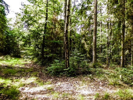 Wild forest landscape. Green forest in sunny day, summer season. Beautiful nature Pomerania - region of northern Poland.の写真素材